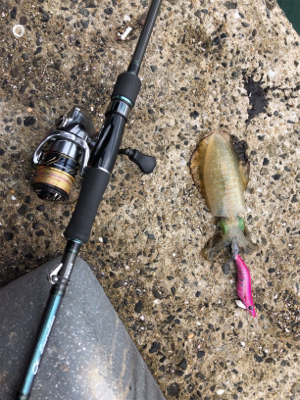 秋イカを求めて