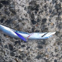 あれはハマチやったぞ…