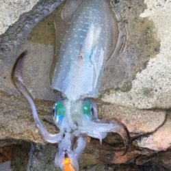 人多過ぎでしょ。