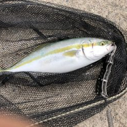 遂にやりました！