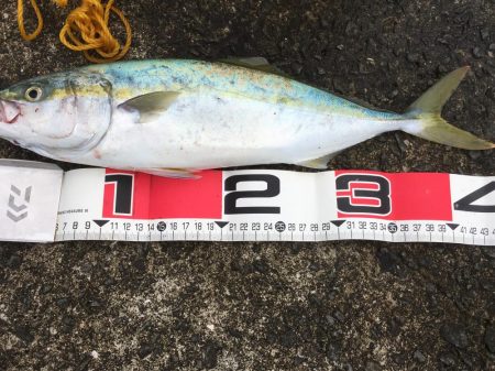 マリーナで青物爆釣！！