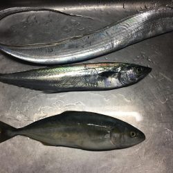 ショアジギング