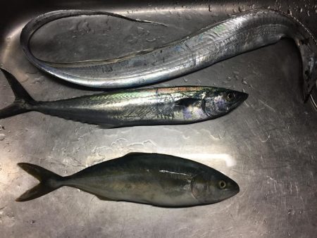 ショアジギング