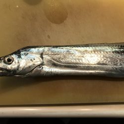 この時期にこのサイズいるんですね！