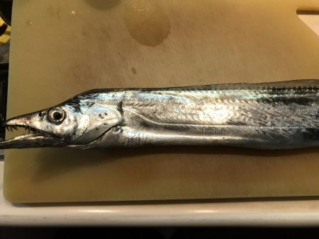 この時期にこのサイズいるんですね！