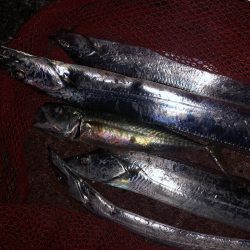 あたりがよくあった！太刀魚  鯖〜