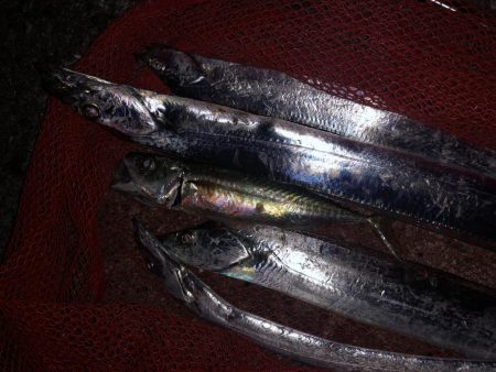 あたりがよくあった！太刀魚  鯖〜