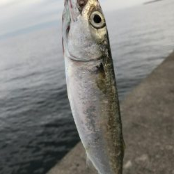 サビキ用で爆釣