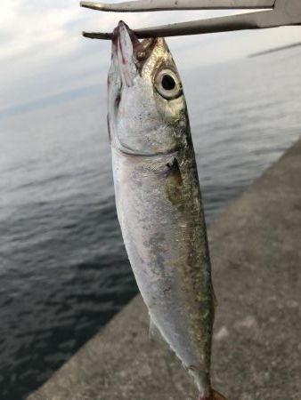 サビキ用で爆釣