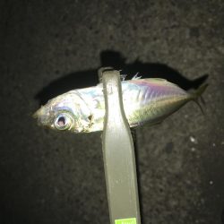 サバ、アジング