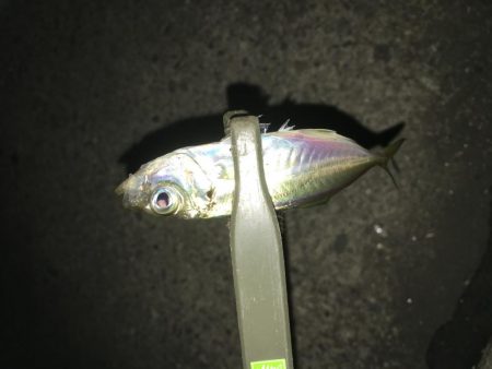 サバ、アジング