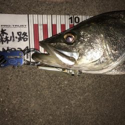 夜な夜なシーバス