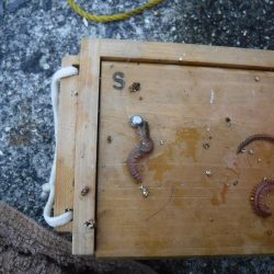 虫ヘッドでハゼ