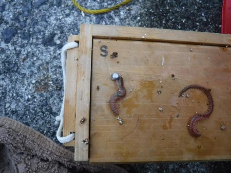 虫ヘッドでハゼ