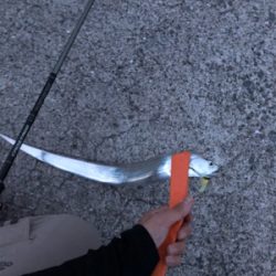 タチウオ連チャン！