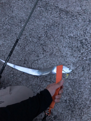 タチウオ連チャン！