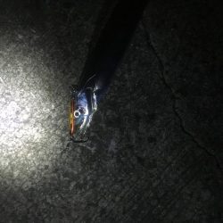 夕方小松島南防で太刀魚