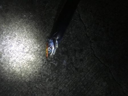 夕方小松島南防で太刀魚