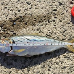 脳天フッキング