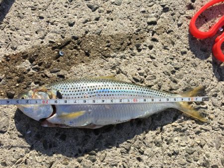 脳天フッキング