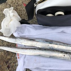 ルアーでタチウオ