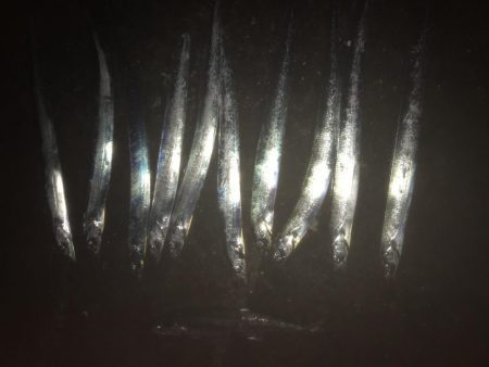 タチウオ入れ食い！