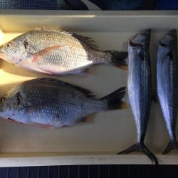 キビレ、サゴシ