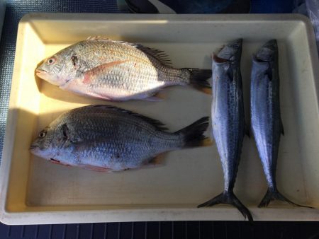 キビレ、サゴシ