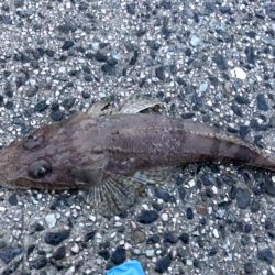 ショアジギング