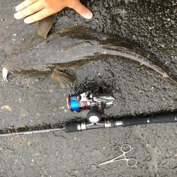 河口ライトゲーム