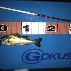 ヘチ釣り 短時間お台場釣行