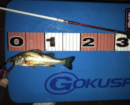 ヘチ釣り 短時間お台場釣行