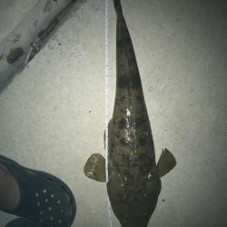 マゴチ60オーバー