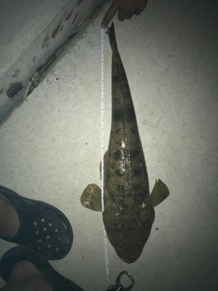 マゴチ60オーバー