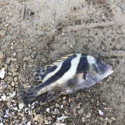 キス釣りイン石川県