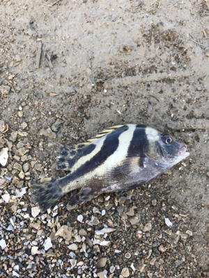 キス釣りイン石川県