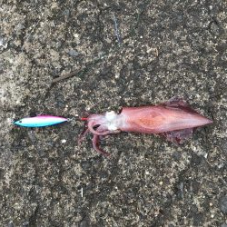 ショアジギング