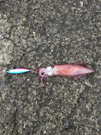 ショアジギング