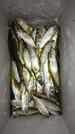 南蛮漬けサイズ豆アジ好釣