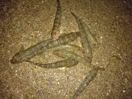 河口でぶっこみ釣り