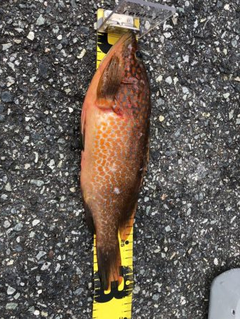 ロックフィッシュ