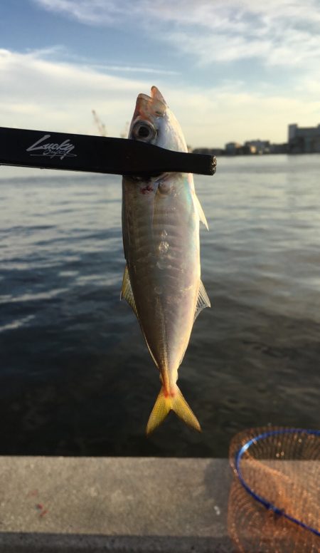 初サゴシ&タチウオ