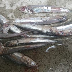 イワシを食っているハマチ