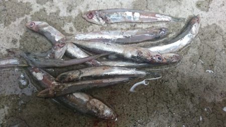 イワシを食っているハマチ