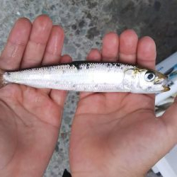 ファミリーフィッシング