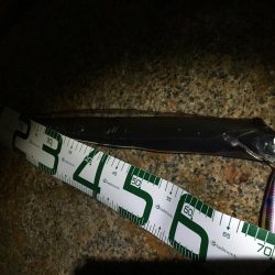 祭りの後にしれっと