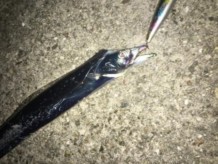 初サゴシ&ハマチ&タチウオ…