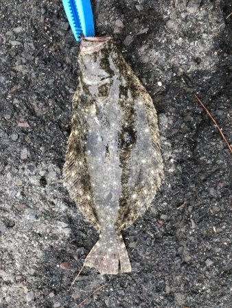 蓬莱公園でまさかのヒラメ！