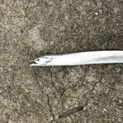 ベルトサイズばっかり