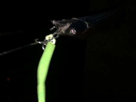 小島漁港タチウオ調査。魚影は濃いものの苦戦(＞＜)